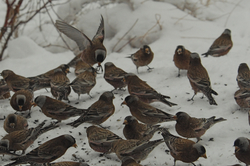 rosy-finch flock.jpg